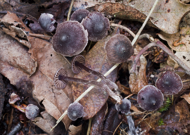 Cortinarius americanus